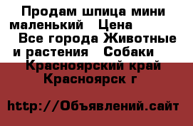 Продам шпица мини маленький › Цена ­ 15 000 - Все города Животные и растения » Собаки   . Красноярский край,Красноярск г.